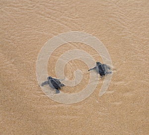 Baby turtles