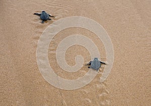 Baby turtles