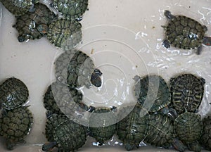 Baby turtles in a basin