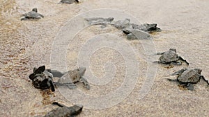 Baby turtles hatch, scramble over sandy beach towards sea. Waves wash tiny hatchlings into ocean. Newborn turtles start