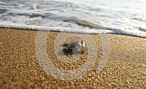 Baby turtles Hawksbill sea turtle