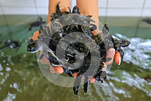 Baby turtles on human hands