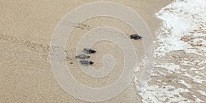 Baby turtles, just hatched from eggs, walking on sand trying to get into sea