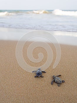 Baby turtles making its way to the ocean