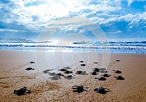 Baby turtles racing towards the ocean after hatching on a beautiful Ghanaian beach in Africa