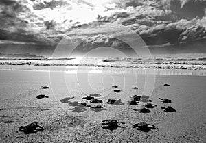 Baby turtles racing towards the ocean after hatching on a beautiful Ghanaian beach in Africa