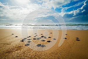 Baby turtles racing towards the ocean after hatching on a beautiful Ghanaian beach in Africa