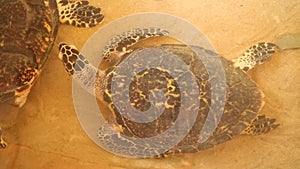 Baby turtles swimming in pool at Kosgoda Lagoon Turtle hatchery