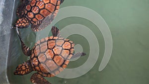 Baby turtles swimming in pool at Kosgoda Lagoon Turtle hatchery