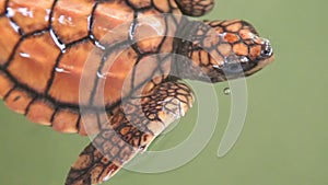 Baby turtles swimming in pool at Kosgoda Lagoon Turtle hatchery