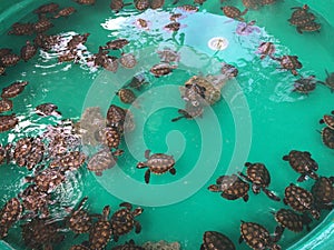 Baby Turtles, Tranquility Island, Efate, Vanuatu.