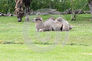 Baby two-humped camel - Camelus bactrianus with grey brown fur looking up in Zoo Cologne