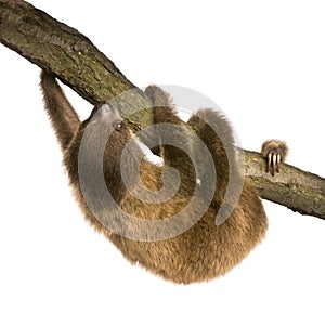 Baby Two-toed sloth (4 months)