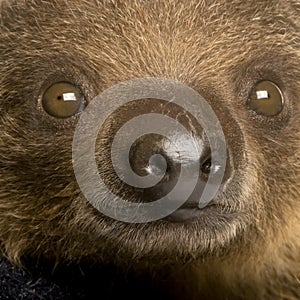 Baby Two-toed sloth (4 months) - Choloepus didacty
