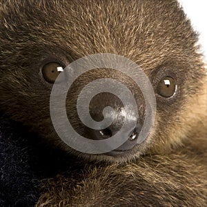 Baby Two-toed sloth - Choloepus didactylus