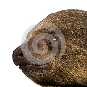 Baby Two-toed sloth - Choloepus didactylus photo