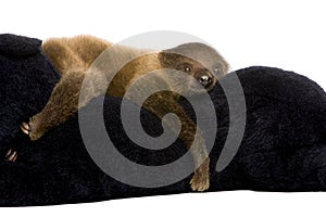 Baby Two-toed sloth - Choloepus didactylus photo