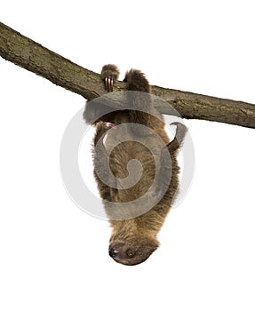 Baby Two-toed sloth - Choloepus didactylus