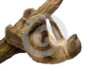 Baby Two-toed sloth - Choloepus didactylus