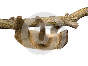 Baby Two-toed sloth - Choloepus didactylus