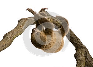 Baby Two-toed sloth - Choloepus didactylus photo