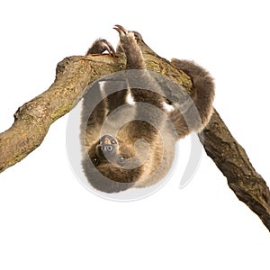 Baby Two-toed sloth - Choloepus didactylus