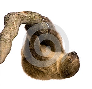 Baby Two-toed sloth - Choloepus didactylus