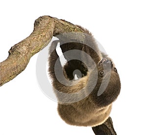 Baby Two-toed sloth - Choloepus didactylus