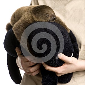 Baby Two-toed sloth - Choloepus didactylus