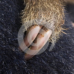 Baby Two-toed sloth - Choloepus didactylus