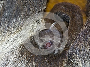 Baby of a two-toed sloth on its mother