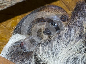 Baby of a two-toed sloth on its mother