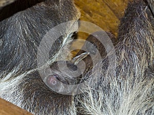 Baby of a two-toed sloth on its mother