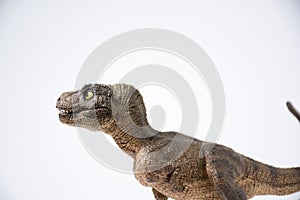 Baby tyrannosaurus rex on white background