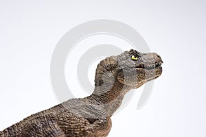 Baby tyrannosaurus rex on white background