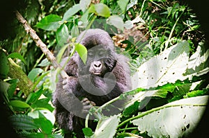 Baby ugandan mountain gorilla