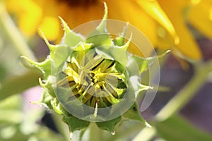 Baby unblossomed sunflower
