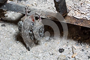 Baby Vaux's Swift in fireplace