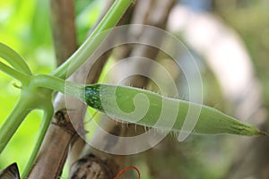 Baby Vegetable plant Bangladesh natural forms leaves