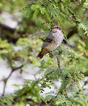 Baby Vermillion Flycatcher