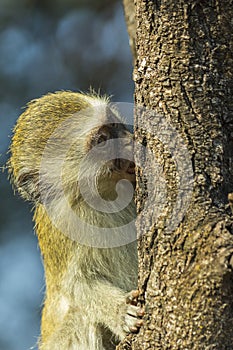 Baby vervet monkey climbing tree and sucking sap