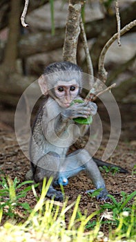 Baby vervet monkey eating a leaf