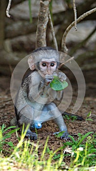 Baby vervet monkey eating a leaf