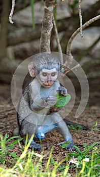 Baby vervet monkey eating a leaf