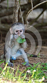 Baby vervet monkey eating a leaf