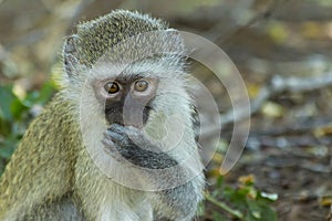 Baby vervet monkey gazing into the camera