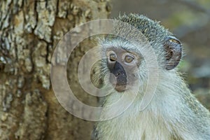 Baby vervet monkey gazing off into the distance