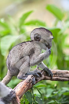 Baby vervet monkey licking and holding branch, Addo Elephant National Park