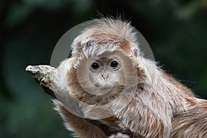 Baby Vervet Monkey photo