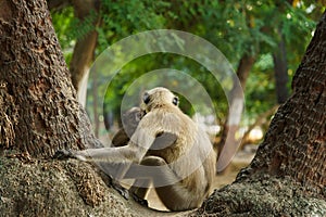 A baby vervet monkey mother, chlorocebus pygerythrus, with her cub on a tree in the wild